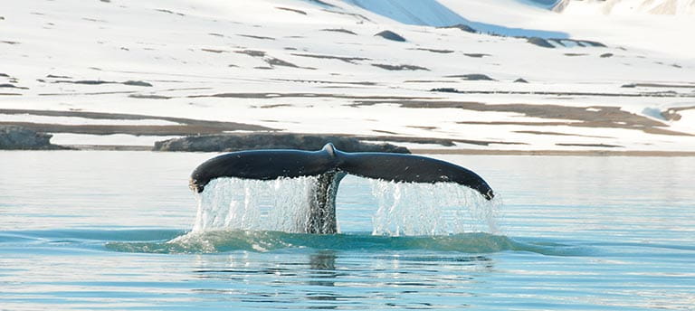 A whale's tail breaching the surface of the ocean in Alesund, Norway